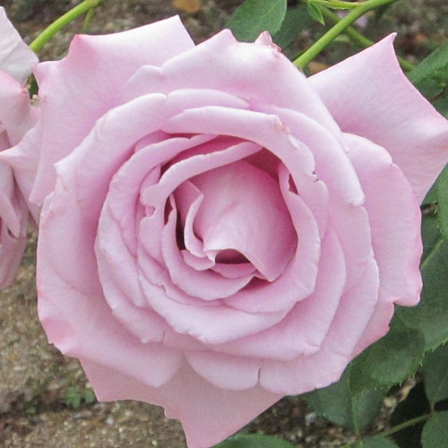 ROSE NURSERY MIZUTANI 有限会社水谷農園｜薔薇苗の生産業者販売サイト