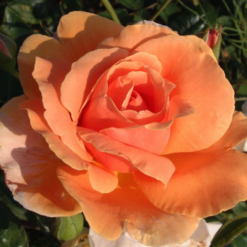 �Х��ġ���ǯ����ġ���������륵�󥻥åȡ����Ĥ�Х顡����ȭ�����Х��Ĥϣ��������Ķ��������ȯ������