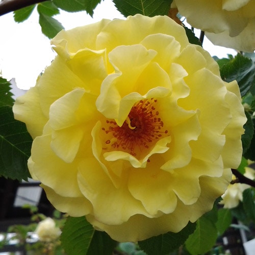 �Х��ġ���ǯ����ġ������С�������ɡ����Ĥ�Х顡����ȭ�����Х��Ĥϣ��������Ķ��������ȯ������