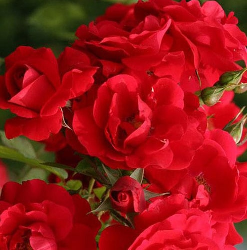 �Х��ġ���ǯ����ġ����ȥ�ǥ������95�����Ĥ�Х顡����ȭ�����Х��Ĥϣ��������Ķ��������ȯ������