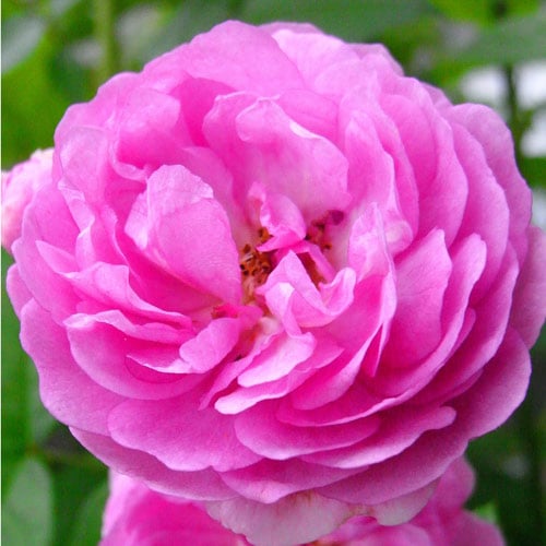 バラ苗 2年大株苗 エクセレンツフォンシューベルト つるバラ 4号鉢