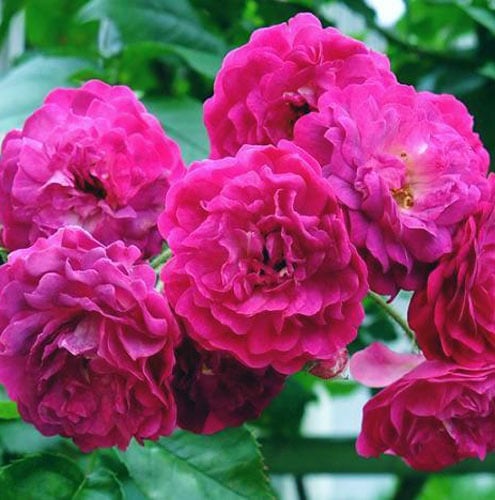 �Х��ġ���ǯ����ġ����֥롼�ޥ��󥿡��Ĥ�Х顡����ȭ�����Х��Ĥϣ��������Ķ��������ȯ������