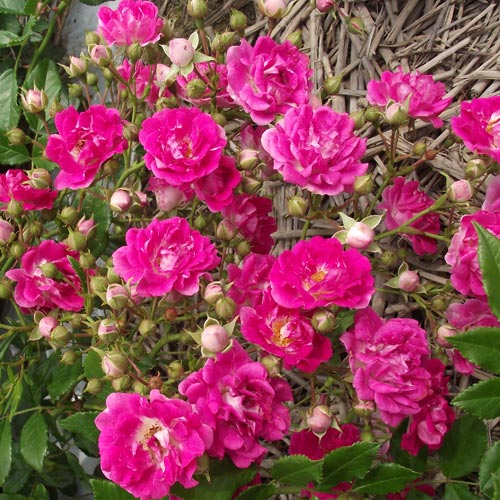 バラ苗 2年大株苗 スーパーエクセルサ つるバラ 4号鉢 ※11月中旬