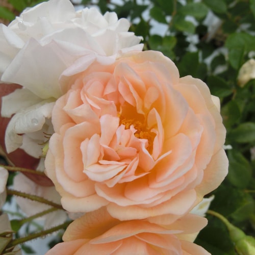 �Х��ġ���ǯ����ġ��������졼�̥ɥ��ե��ꥴ��ɡ���������ɡ�����ȭ�����Х��Ĥϣ��������Ķ��������ȯ������