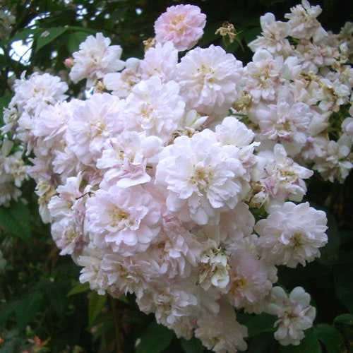 �Х��ġ���ǯ����ġ����ݡ��륺�ҥޥ���ॹ�����Ĥ�Х顡����ȭ�����Х��Ĥϣ��������Ķ��������ȯ����