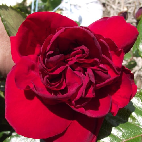 ХġǯġCL᡼󥹥ĤХ顡ȭܰʹߡȯͽꢨ