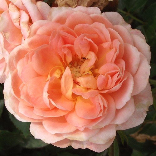 �Х��ġ���ǯ����ġ����������ȥɥ꡼�ࡡ���Ĥ�Х顡����ȭ�����Х��Ĥϣ��������Ķ��������ȯ������