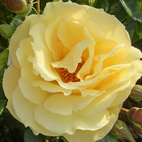 ドイリー1128❤️オレンジグラデーション大輪薔薇の花園ドイリー✨ ドイリー1128️オレンジグラデーション大輪薔薇の花園ドイリー✨