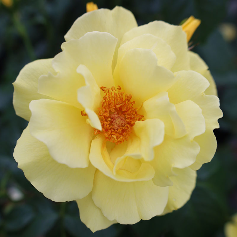黄色の多弁バラ 2つのつぼみ付き ROSE NURSERY MIZUTANI 有限会社水谷農園｜薔薇苗の生産業者販売サイト