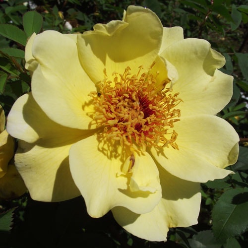 ROSE NURSERY MIZUTANI 有限会社水谷農園｜薔薇苗の生産業者販売サイト