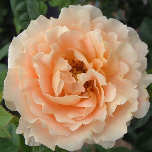 �Х��ġ���ǯ����ġ����ݥ륫���Ĥ�Х顡�Υ����른�å�������ȭ�����Х��Ĥϣ��������Ķ��������ȯ������