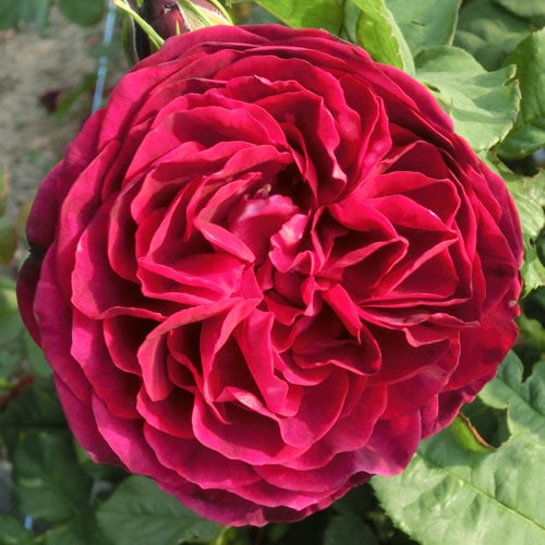 ROSE NURSERY MIZUTANI 有限会社水谷農園｜薔薇苗の生産業者販売サイト