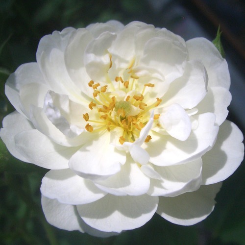 あき♪さま売約済み 帯留め〈greenな薔薇のひみつ〉 激しい 