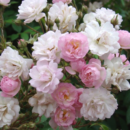 �Х��ġ���ǯ����ġ���������ɥ�����������󥺥��������Ĥ�Х顡����ȭ�����Х��Ĥϣ��������Ķ��������ȯ���������ڥ֥����ġۡ�