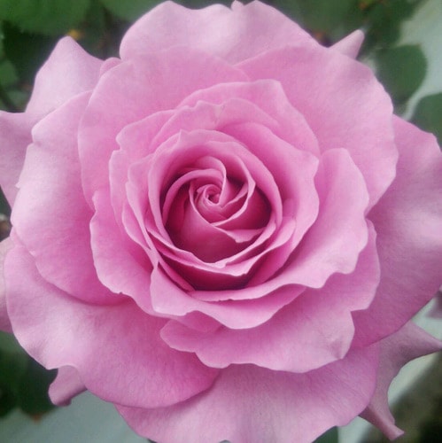 バラ苗 2年大株苗 ロイヤルアメジスト アメリカンローズ 大輪 4号鉢