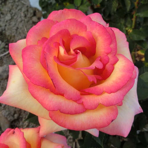 Хġǯġɥ꡼५ȥ롼ꥫءȭܰʹߡȯͽꢨڥ֥ġ