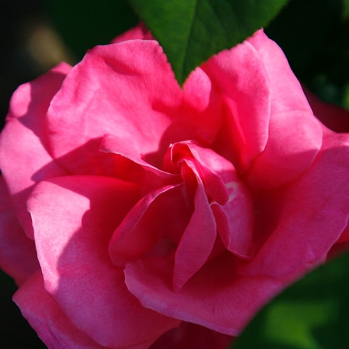 �Х��ġ���ǯ����ġ����ѥե塼��ǥ饤�ȡ�������ꥫ������������ء�����ȭ�����Х��Ĥϣ��������Ķ��������ȯ���������ڥ֥����ġۡ�