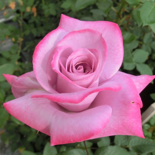 バラ苗　専用出品 ROSE NURSERY MIZUTANI 有限会社水谷農園｜薔薇苗の生産業者販売サイト