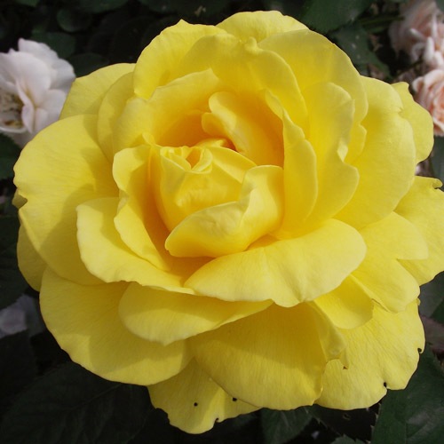 �Х��ġ���ǯ����ġ���������������������ء�����ꥫ�������������ȭ�����Х��Ĥϣ��������Ķ��������ȯ�������ڥ֥����ġ�