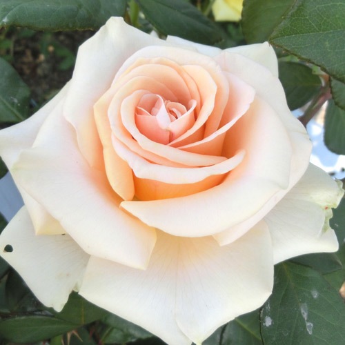 �Х��ġ���ǯ����ġ����ޥ�������������ء�����ꥫ�������������ȭ�����Х��Ĥϣ��������Ķ��������ȯ�������ڥ֥����ġ�