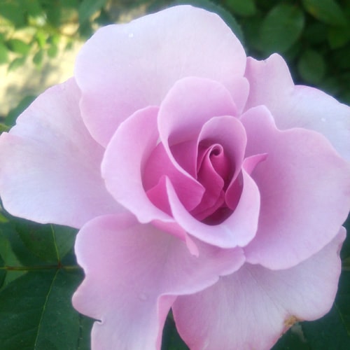 Хġǯġ֥롼٥꡼ҥ롡ꥫءȭܰʹߡȯͽꢨڥ֥ġ