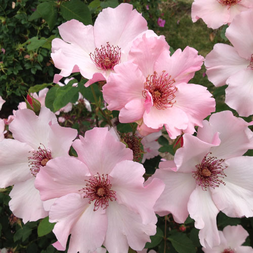 ROSE NURSERY MIZUTANI 有限会社水谷農園｜薔薇苗の生産業者販売サイト