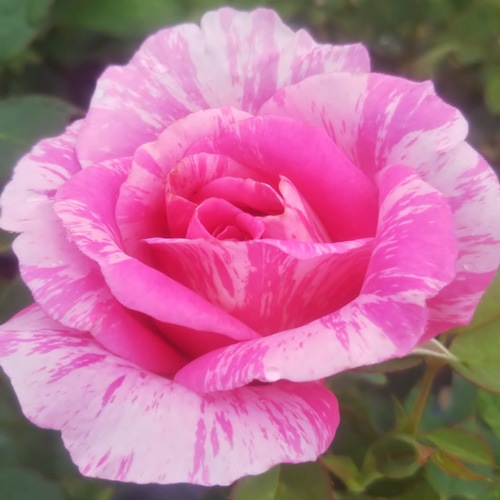 サマーセール❣️ たらしい 琉球*海のたね 花材 バラエティセット