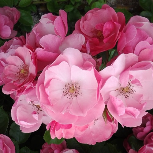 �Х��ġ���ǯ����ġ������󥸥��顡���Ĥ�Х顡����ȭ�����Х��Ĥϣ��������Ķ��������ȯ����