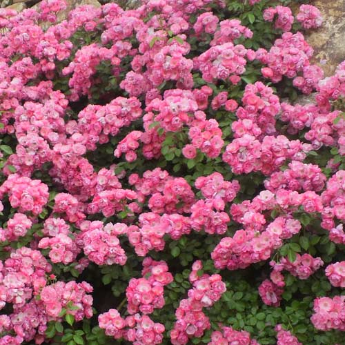 �Х��ġ���ǯ����ġ������󥸥��顡���Ĥ�Х顡����ȭ�����Х��Ĥϣ��������Ķ��������ȯ����