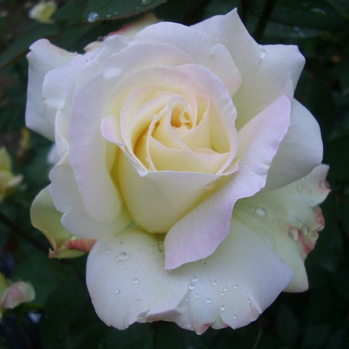 �Х��ġ���ǯ����ġ��������ǥ�ѡ��ƥ��������ء�����ȭ�����Х��Ĥϣ��������Ķ��������ȯ������