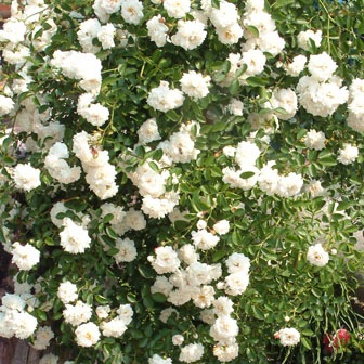 �Х��ġ���ǯ����ġ���CL���ޡ����Ρ����Ĥ�Х顡����ȭ�����Х��Ĥϣ��������Ķ��������ȯ������