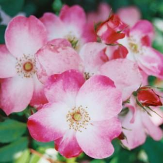 夏物　薔薇模様の小千谷　m4321 TSUMORI CHISATO（ツモリチサト） 最大42％ がま口 ミニ財布 花柄 ミニ