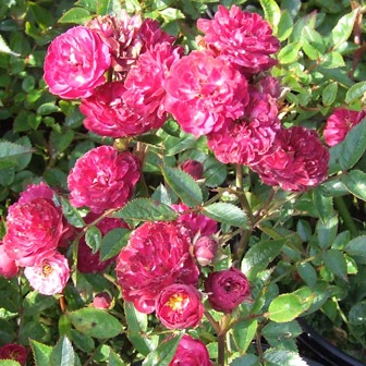 �Х��ġ���ǯ����ġ��������åȥե졼�ࡡ����󥺥�����������ȭ�����Х��Ĥϣ��������Ķ��������ȯ�����ڥ֥����ġۡ�