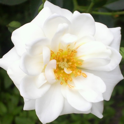 �Х��ġ���ǯ����ġ�������ȡ����ʡ�����ȭ�����Х��Ĥϣ��������Ķ��������ȯ����