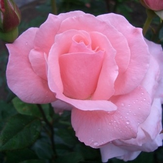 �Х��ġ���ǯ����ġ����������󥨥ꥶ�٥������ء�����ȭ�����Х��Ĥϣ��������Ķ��������ȯ������