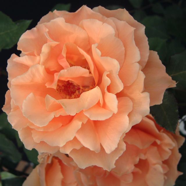 ROSE NURSERY MIZUTANI 有限会社水谷農園｜薔薇苗の生産業者販売サイト
