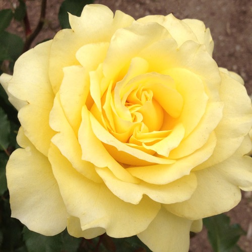 ROSE NURSERY MIZUTANI 有限会社水谷農園｜薔薇苗の生産業者販売サイト