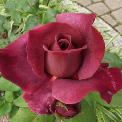 1株限定！接木株 二年生株廃盤のバラ苗 【公式通販】