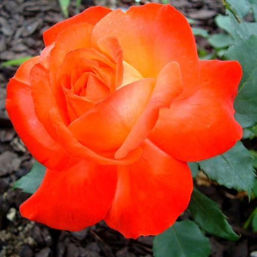 バラ苗 2年大株苗 シャイニングレディー 大輪 4号鉢 ※11月中旬以降