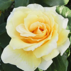 �Х��ġ���ǯ����ġ������ե�����ͥå��󥹡����ء�����ȭ�����Х��Ĥϣ��������Ķ��������ȯ������