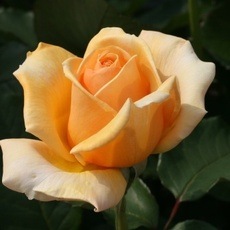 �Х��ġ���ǯ����ġ�����ʥꥶ�����ء�����ȭ�����Х��Ĥϣ��������Ķ��������ȯ������