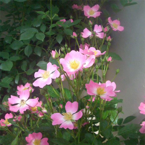 �Х��ġ���ǯ����ġ�����֡��ϡ��ȡ������ء�����ȭ�����Х��Ĥϣ��������Ķ��������ȯ�������ڥ֥����ġ�