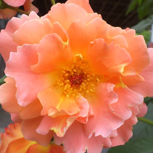 �Х��ġ���ǯ����ġ����������������ɡ��Ĥ�Х顡����ȭ�����Х��Ĥϣ��������Ķ��������ȯ������