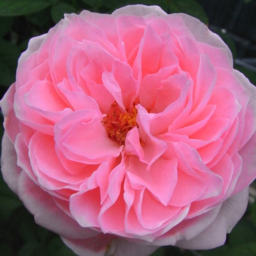 薔薇　開花株苗　２点まとめ 薔薇 開花株苗 2点まとめ