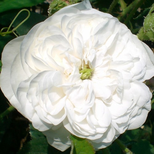 Хġǯġޥॢǥʥޥϡǥˡɥȭܰʹߡȯͽꢨ