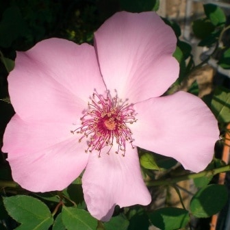 ROSE NURSERY MIZUTANI 有限会社水谷農園｜薔薇苗の生産業者販売サイト