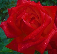ROSE NURSERY MIZUTANI 有限会社水谷農園｜薔薇苗の生産業者販売サイト