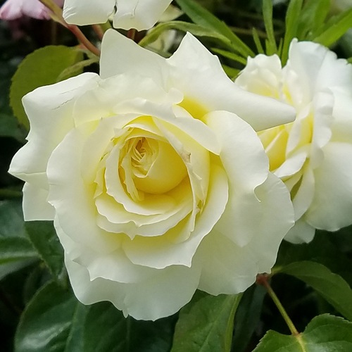 �Х��ġ���ǯ����ġ�������ա��Ĥ�Х顡�Υ����른�å�������ȭ�����Х��Ĥϣ��������Ķ��������ȯ������