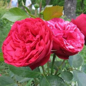 �Х��ġ����ġ��������åȡ��Ĥ�Х顡�Υ����른�å�������ȭ�ڽвٴ������������Ĥ�ꡢ4����ܺ����缡�в�ͽ��ۡ�