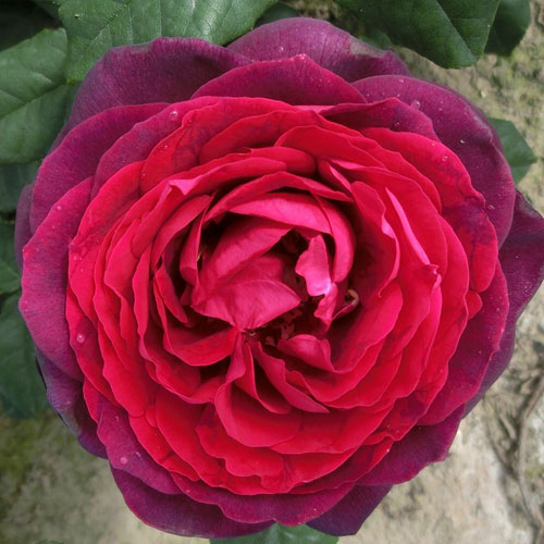 �Х��ġ���ǯ����ġ��������ȥ�åȥ��졼�ե���ե���ϥ�ǥ�٥륰�����ء��Υ����른�å�������ȭ�����Х��Ĥϣ��������Ķ��������ȯ������